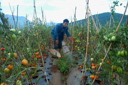 Католики в уезде Донзыонг развивают сельское хозяйство с применением высоких технологий - ảnh 3
